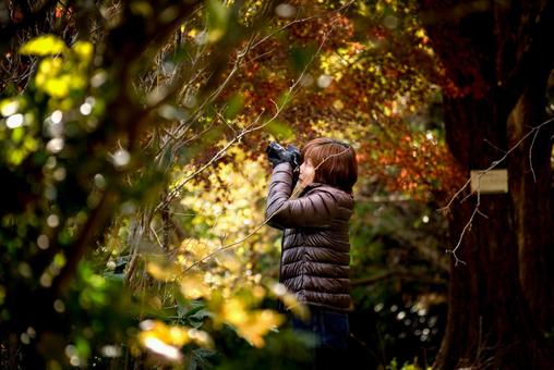 <素材>秋の紅葉の並木道で写真を撮る女性 <素材>秋の紅葉の並木道で写真を撮る女性 女性,紅葉,モミジの写真素材