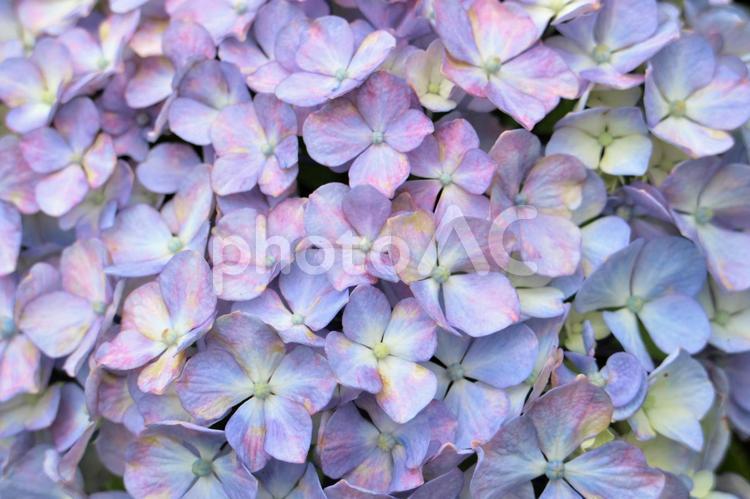 花模様 あじさい,6月花,梅雨花の写真素材