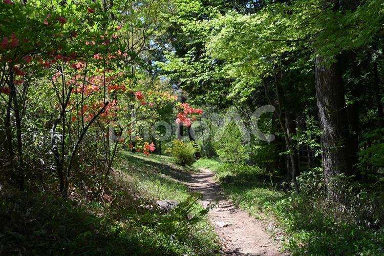 長野県安曇野のあずみの公園内の緑の散策路 長野県安曇野,あずみの公園,国営の写真素材