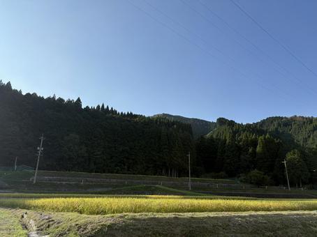 稲が育った田んぼと風景 稲が育った田んぼと風景の写真
