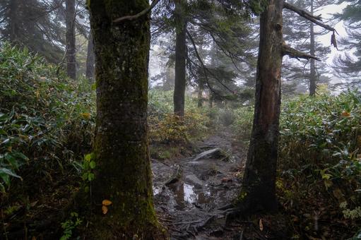 秋の森 霧に包まれた雨上がりの道 岩手県,三ツ石山,山の写真素材