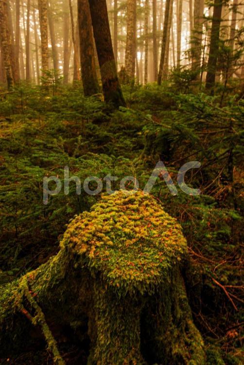 秋の切り株と森林 苔,切り株,紅葉の写真素材