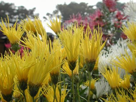 Photo, flower, autumn, traditional chrysanthemum, 