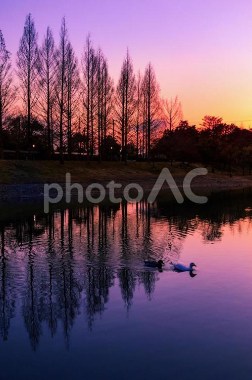 湖の夕暮れ（縦） 夕焼け,暁,水域の写真素材