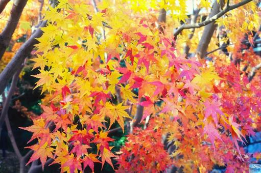 美しい紅葉の景色 美しい紅葉の景色の写真