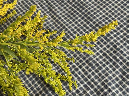 セイダカアワダチソウの写真