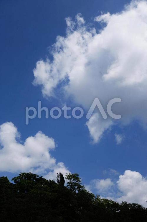 林と空　縦 空,林,雲の写真素材