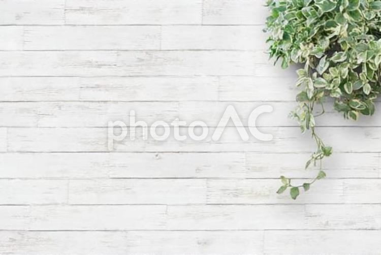 白い背景板と観葉植物・横 白,木目,背景の写真素材