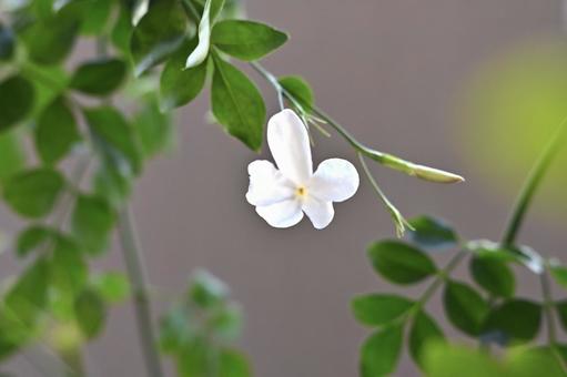 ジャスミンの花(ホワイトプリンセス) ジャスミンの花(ホワイトプリンセス)の写真