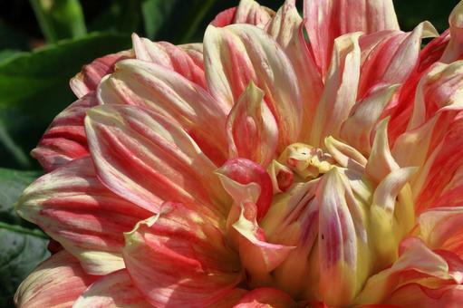 色鮮やかな大輪 色鮮やかな大輪 ダリア,花,キク科の植物の写真素材
