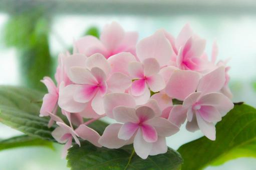 ピンクの紫陽花 ピンクの紫陽花の写真