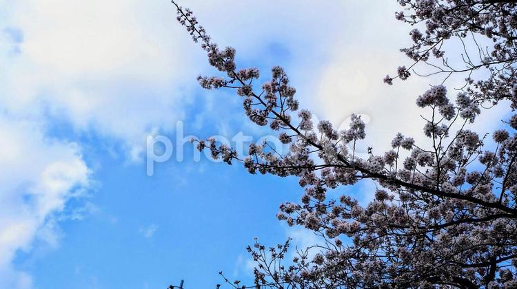 東京・青梅市の春・河辺駅周辺の街中の桜 桜,青梅市,春の写真素材