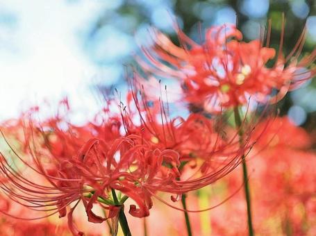 彼岸花２ 秋,赤,彼岸花の写真素材