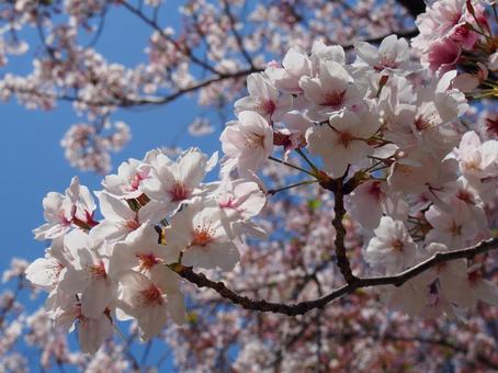 桜 桜の写真