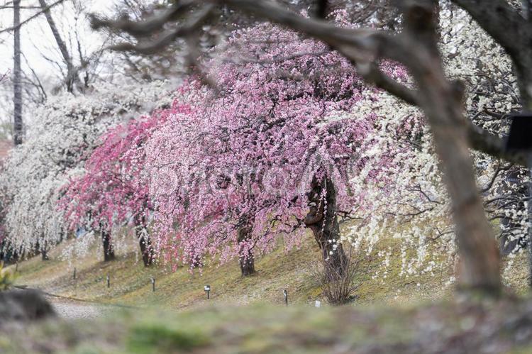 しだれ梅が彩る春の絶景② しだれ梅,梅,春の写真素材