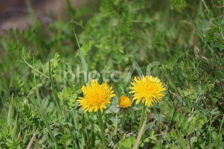 緑の草むらに咲く黄色い花びらの蒲公英の花 緑,草むら,咲くの写真素材