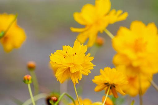 キバナコスモス⑶ 花,キバナコスモス,コスモスの写真素材