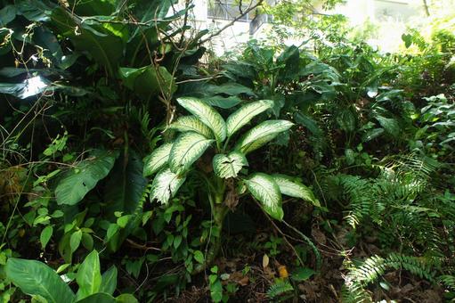 Photo, leaf, defenavia, taro, 