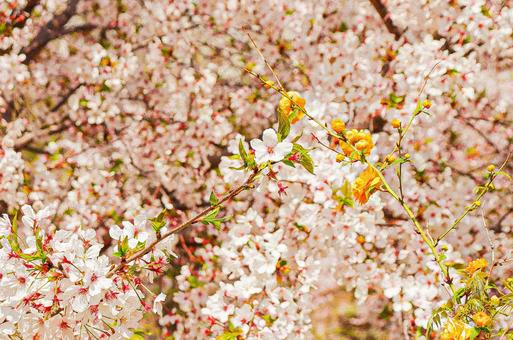 桜 桜の写真
