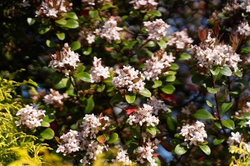 春の日差しに咲く白い小花① 春の日差しに咲く白い小花① 花,春,小花の写真素材