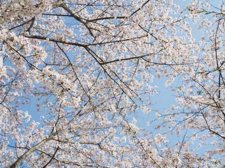見上げた桜 見上げた桜 桜,青空,春の写真素材