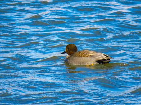 川を泳ぐオカヨシガモのオスの写真