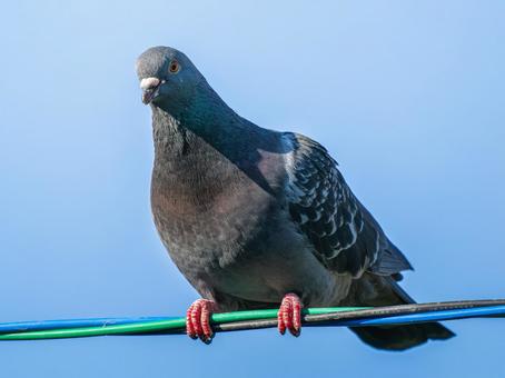 ドバトのアップ ドバトのアップの写真