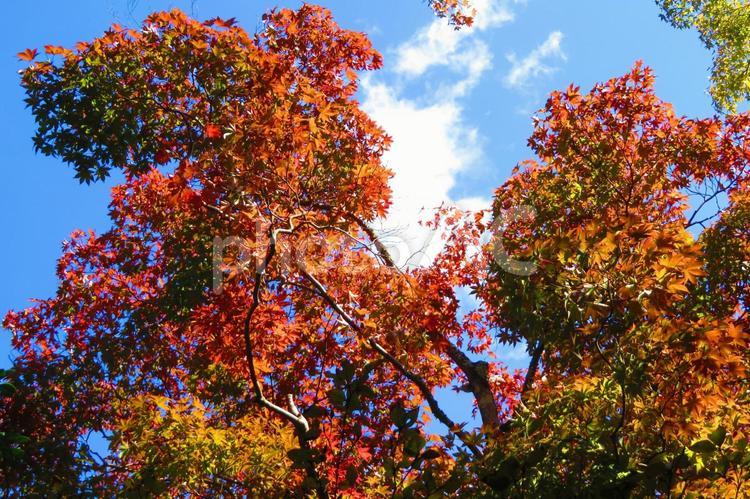 嵐山の秋の風景 秋,紅葉,京都の写真素材