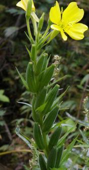 アレチマツヨイグサ アレチマツヨイグサ,荒れ地待宵草,小花月見草の写真素材