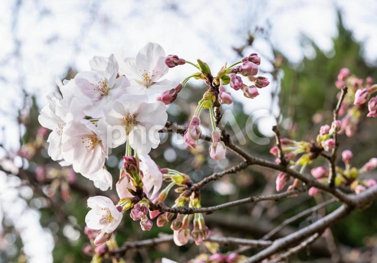 桜と蕾 早春,開花,蕾の写真素材