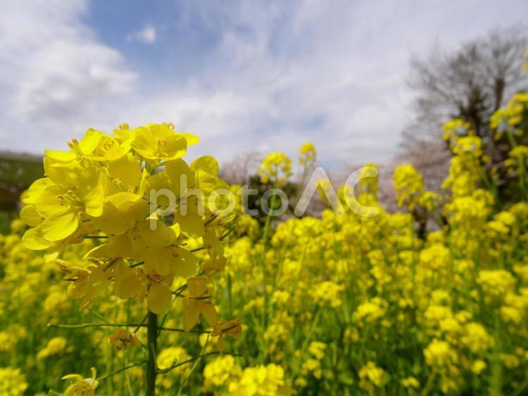 菜の花畑 アブラナ科,黄色の花,菜の花の写真素材