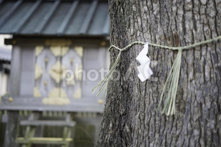 神木　神社の木 寺,木造,寺院の写真素材
