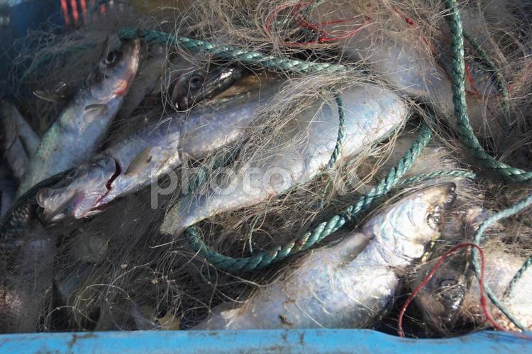 ニシンが獲れた朝　：鰊 鰊,春,漁港の写真素材