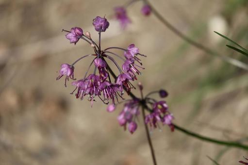 赤紫色のらっきょうの花のアップ 赤紫色,らっきょう,花の写真素材