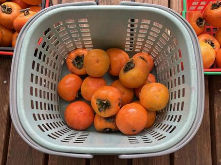 かごに入った柿 柿,甘柿,渋柿の写真素材