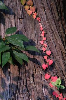 ツタの紅葉 ツタ,ツル性植物,寄生の写真素材