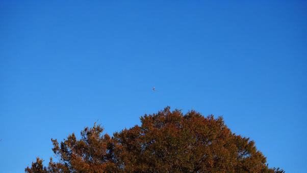 Blue sky, autumn sky, leaves that have begun to color, park Blue sky, autumn sky, leaves that have begun to color, park
