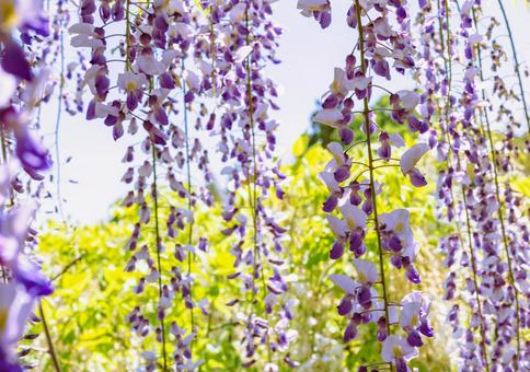 骨波田の藤棚の藤の花45 骨波田の藤,長泉寺,藤棚の写真素材