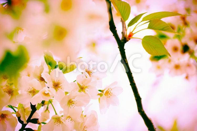 桜の咲く春のイメージ画像 桜,ソメイヨシノ,春爛漫の写真素材