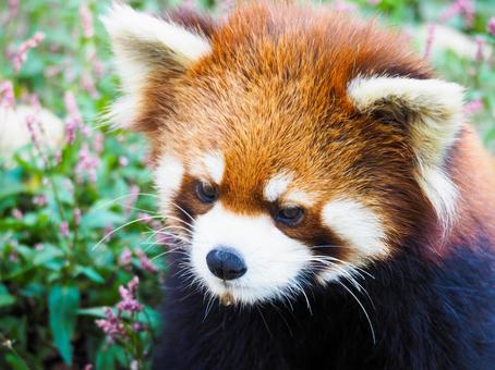 屋外で遊ぶレッサーパンダの写真