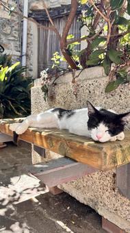 にゃんこのお昼寝#1 にゃんこのお昼寝#1の写真