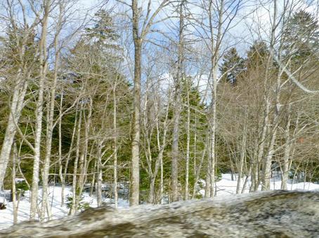 北海道の木立 冬,木,木々の写真素材