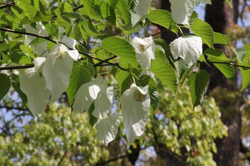 ハンカチノキ・ダビディアの咲く風景 ハンカチノキ,大きな苞,花弁無いの写真素材