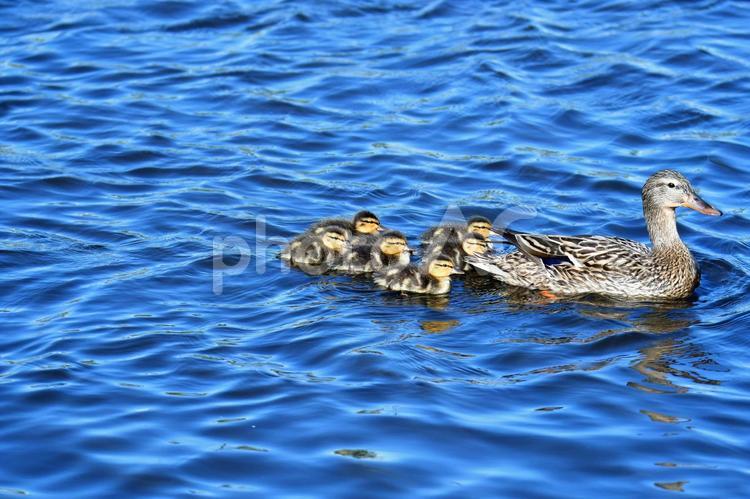 マガモの親子　　　子ガモは生後一週間ぐらい マガモ,鴨,かもの写真素材