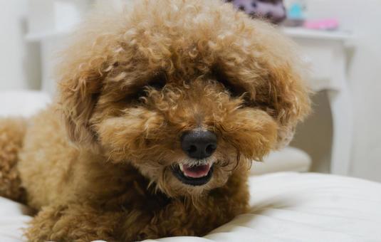 照片, 玩具貴賓犬, 寵物, 斑點狗, 