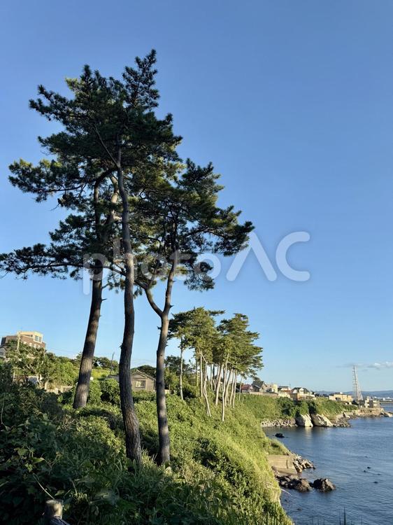 福井県東尋坊　日本海の見える遊歩道 遊歩道,荒磯遊歩道,草木の写真素材