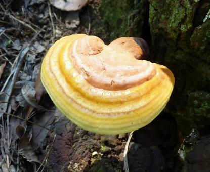 Mushrooms growing on a stump like tree rings, JPG
