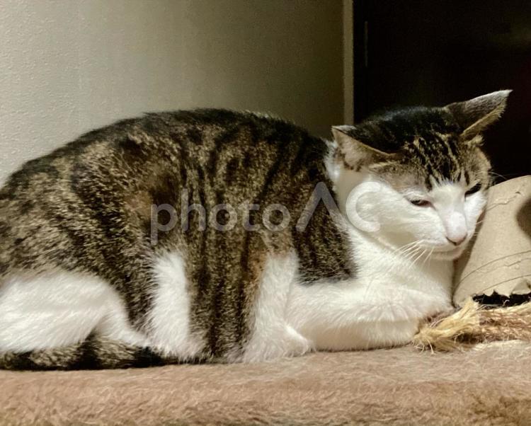 キャットタワーでまどろむキジ白ねこ 猫,キジ白,微睡むの写真素材