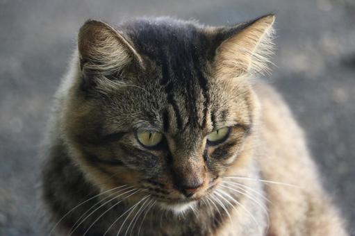 キジトラ猫 猫,キジトラ,野良猫の写真素材