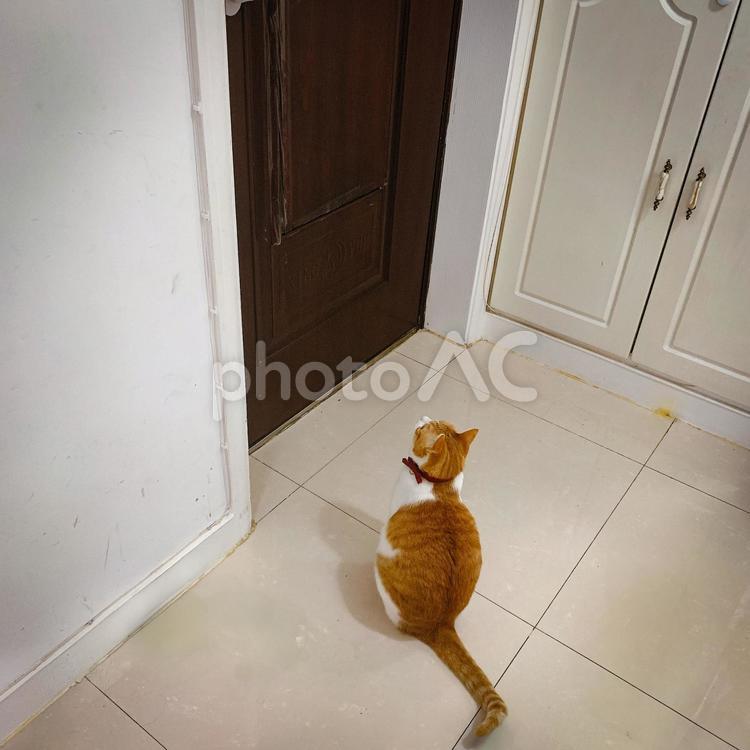 玄関前でドアが開くのを待つ茶白猫の後ろ姿 猫,茶白猫,後ろ姿の写真素材